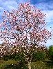 Абрикос маньчжурский весной